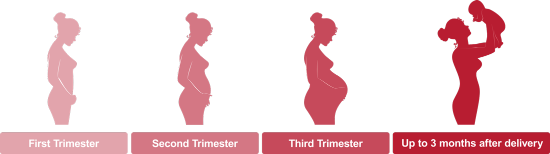 Pregnancy life cycle