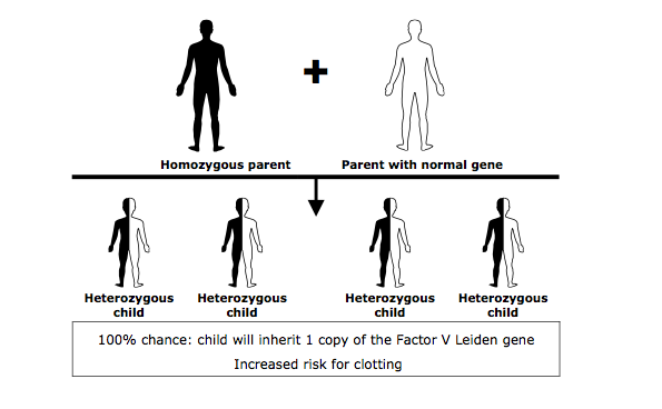 blood test e clots Leiden Clots Blood V Factor blood test e clots Leiden Clots Blood V Factor