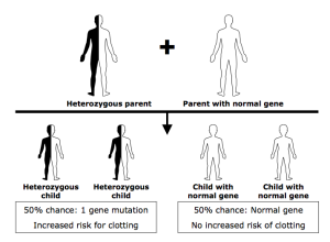 Heterozygous Factor V Leiden Picture